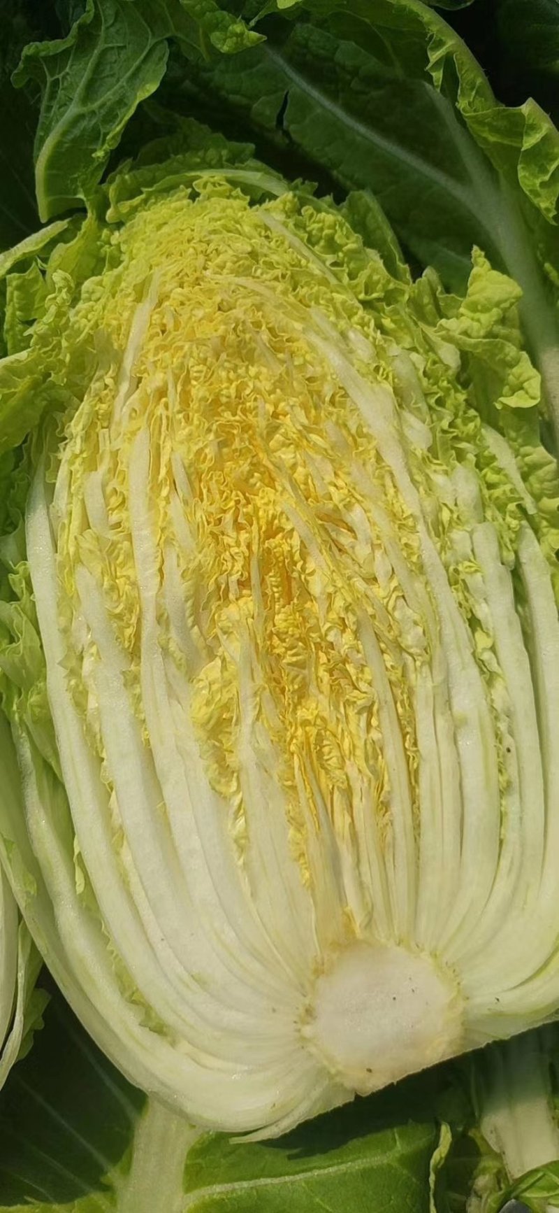 河北黄心玲珑黄白菜4/5/6斤基地直供量大从优质量