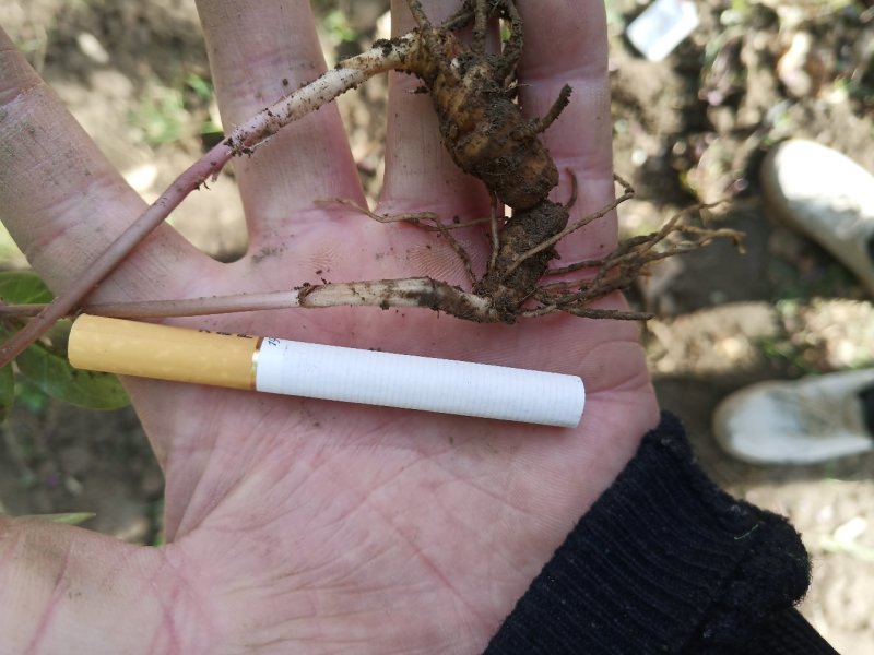 重楼苗，粗烟头到食指大