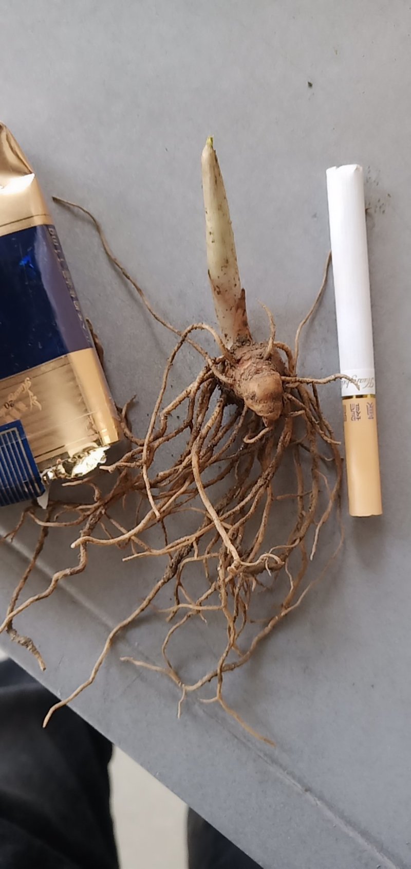 重楼苗，粗烟头到食指大