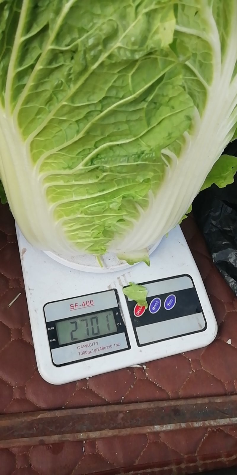 河北黄心白菜玲珑黄，基地直供量大从优品质保障，冷库