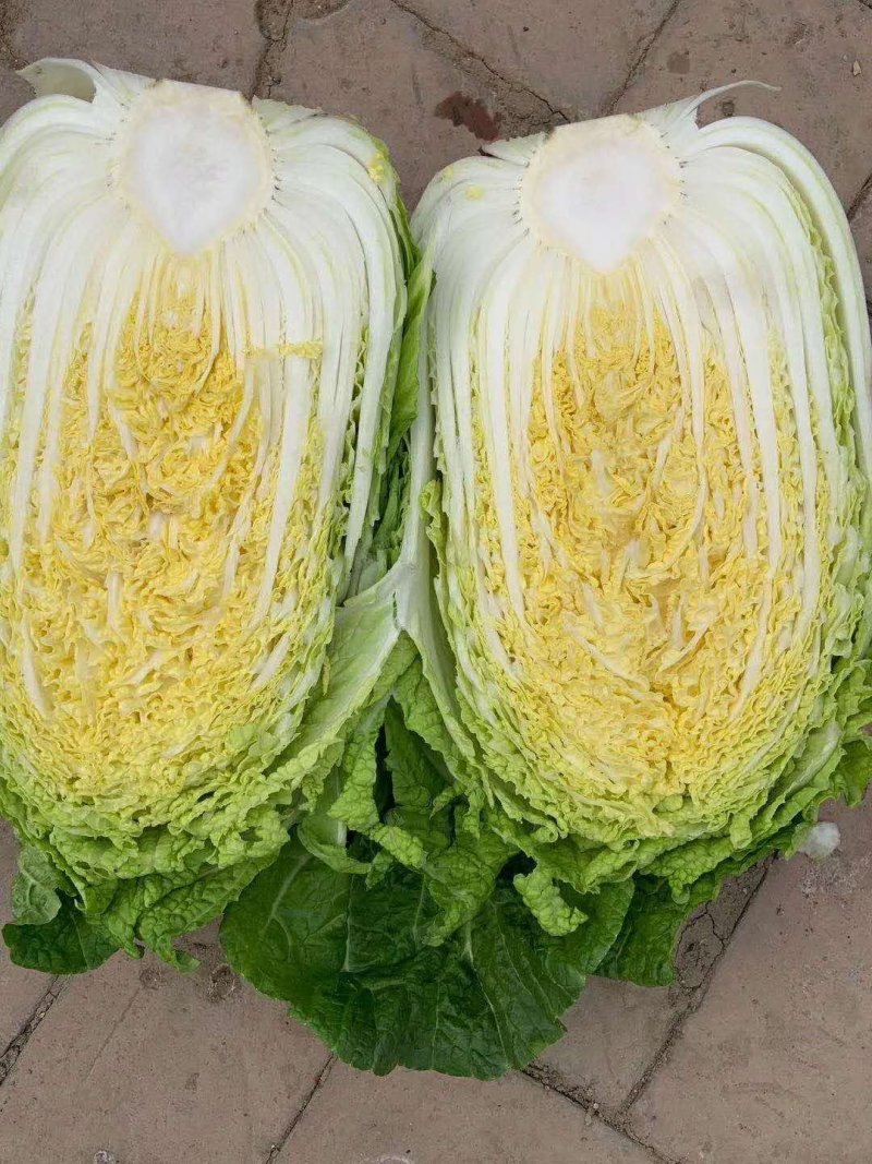 河北黄心白菜玲珑黄，基地直供量大从优品质保障，冷库