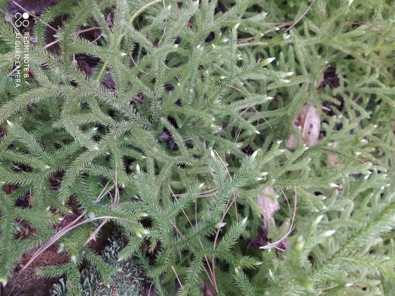 贵州毕节古夜郎大地野生伸筋草铺地蜈蚣