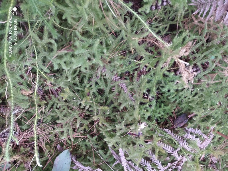 贵州毕节古夜郎大地野生伸筋草铺地蜈蚣