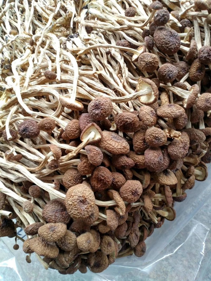 古田茶树菇，10至15cm以上，