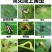 金蜂高氯.马拉松20%针蜂臭屁虫杀虫剂果实蝇水果针蜂