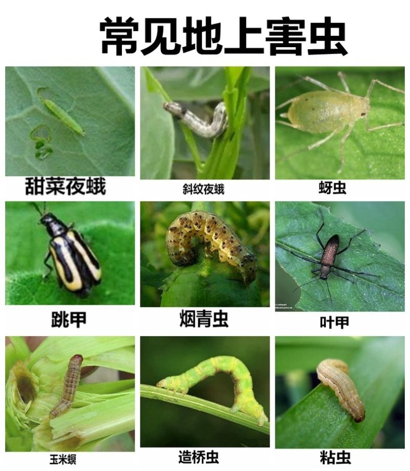 金蜂高氯.马拉松20%针蜂臭屁虫杀虫剂果实蝇水果针蜂