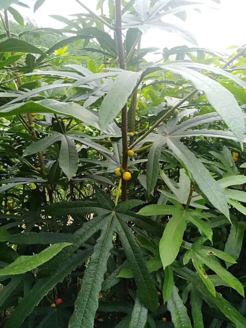 五指毛桃树苗毛桃树苗广西五叉虎五指牛奶五爪龙苗中药树苗