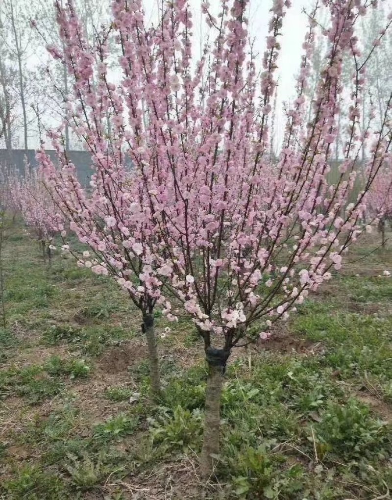 红叶石楠大杯，美人梅，大量出售