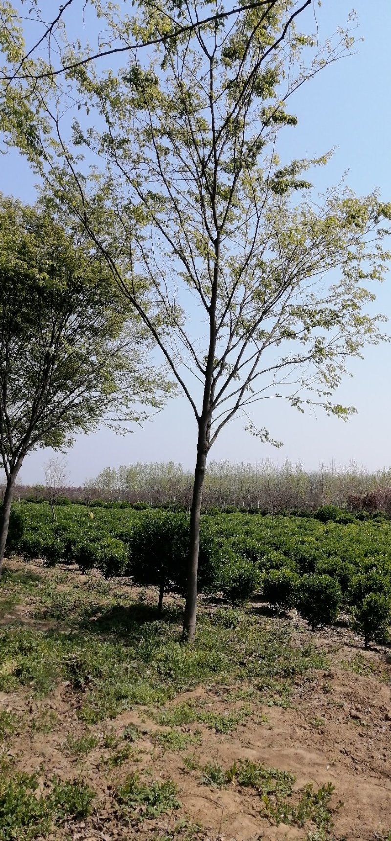 榉树，大量出售榉树，苗圃一手货