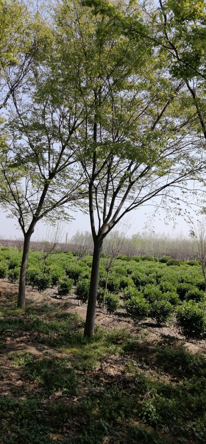 榉树，大量出售榉树，苗圃一手货