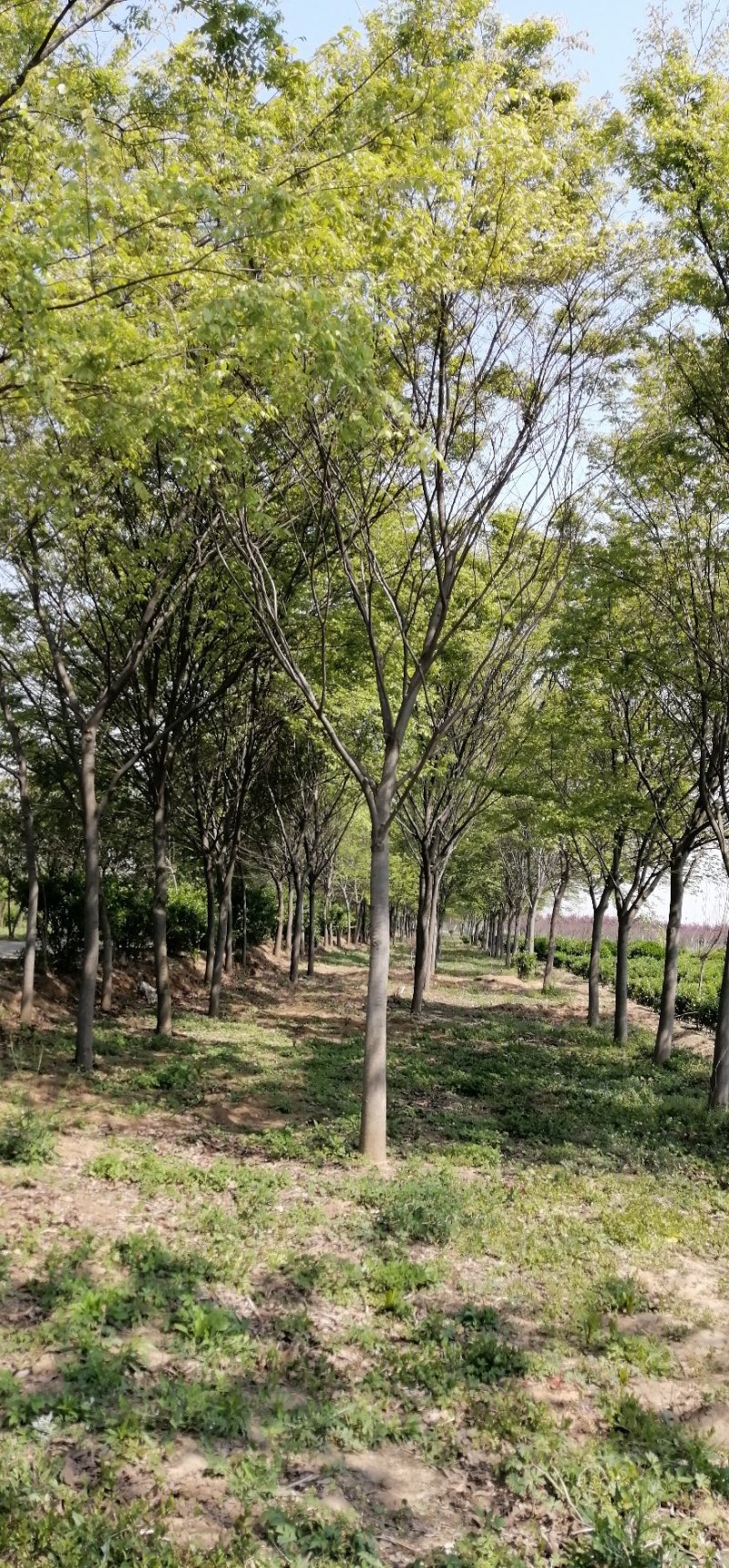 榉树，大量出售榉树，苗圃一手货