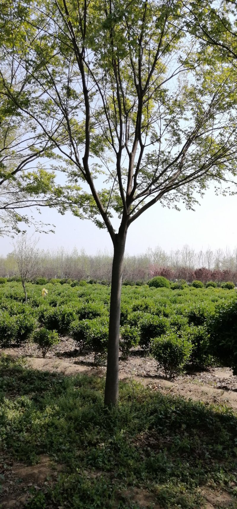 榉树，大量出售榉树，苗圃一手货