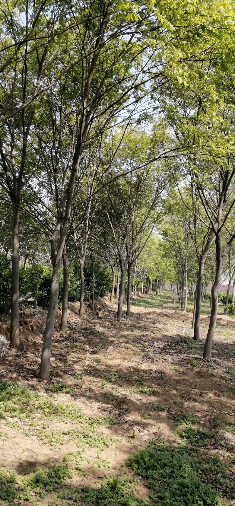 榉树，大量出售榉树，苗圃一手货
