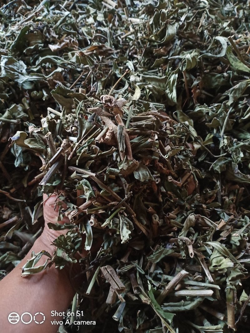 云南野生理肺散干货鲜货都有，有需要的老板请联系，谢谢大家