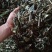 云南野生理肺散干货鲜货都有，有需要的老板请联系，谢谢大家