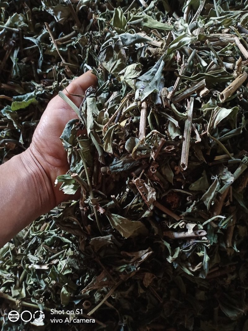云南野生理肺散干货鲜货都有，有需要的老板请联系，谢谢大家