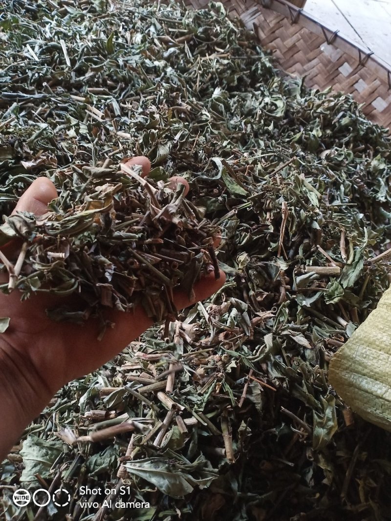 云南野生理肺散干货鲜货都有，有需要的老板请联系，谢谢大家