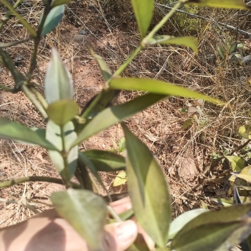 云南野生理肺散干货鲜货都有，有需要的老板请联系，谢谢大家