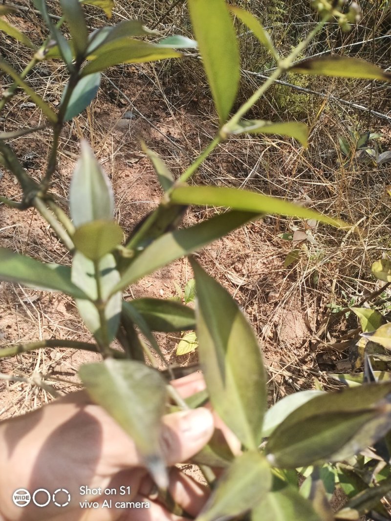 云南野生理肺散干货鲜货都有，有需要的老板请联系，谢谢大家
