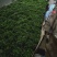 大量供应枳壳苗枳壳小苗枳壳芽苗包邮