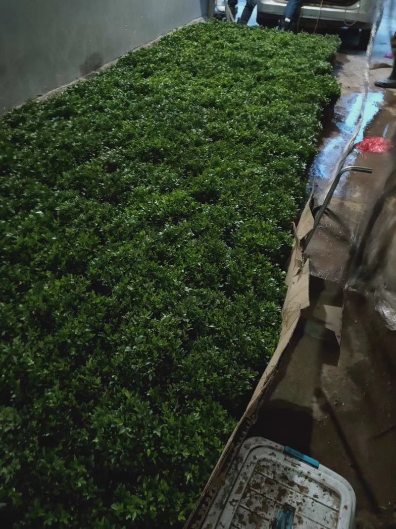 大量供应枳壳苗枳壳小苗枳壳芽苗包邮