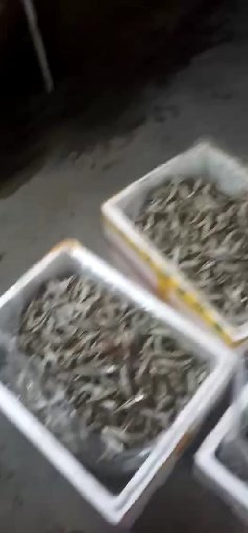 鱼干