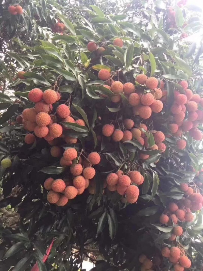 荔枝
