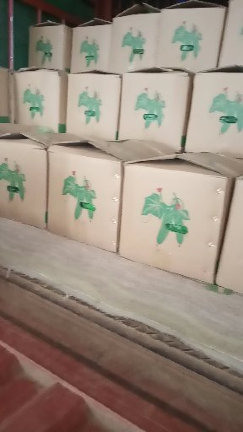 精品旱黄瓜小黄瓜长期合作低价处理对接加工厂量大从优