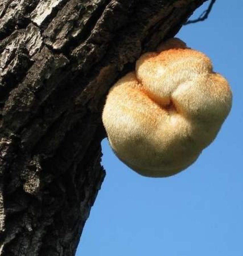 东北大兴安岭纯野生猴头菇干货野生菌干品食用菌干货