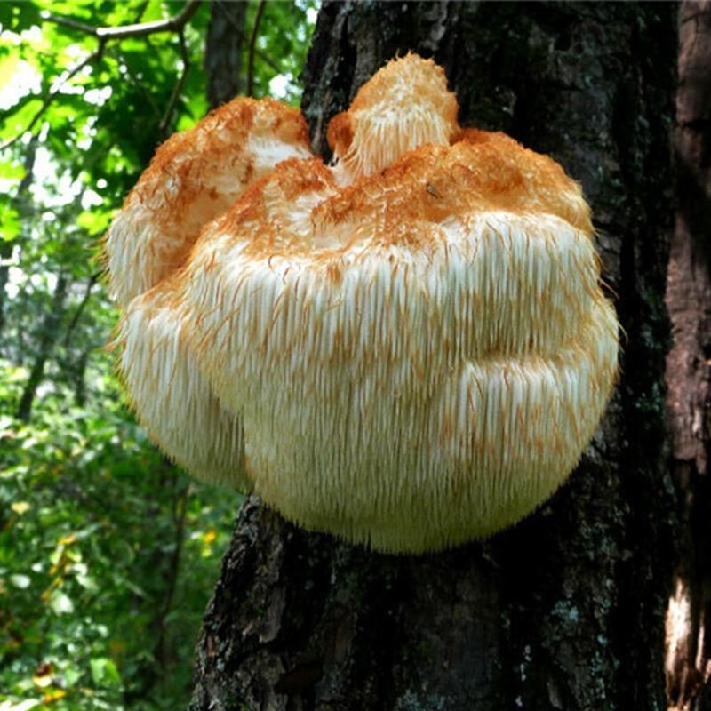 东北大兴安岭纯野生猴头菇干货野生菌干品食用菌干货