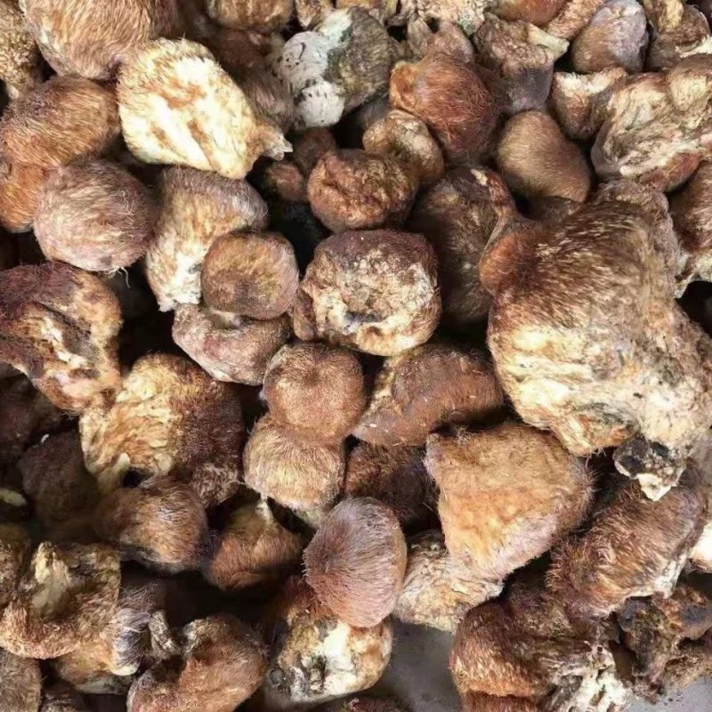 东北大兴安岭纯野生猴头菇干货野生菌干品食用菌干货