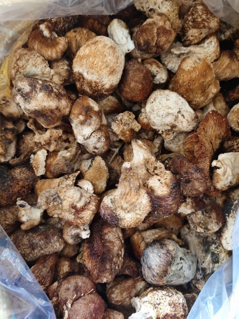 东北大兴安岭纯野生猴头菇干货野生菌干品食用菌干货