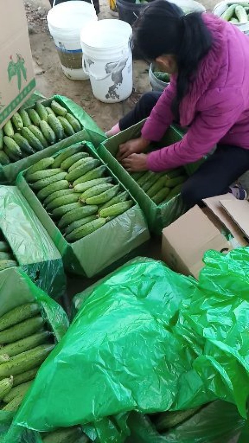 精品旱黄瓜小黄瓜长期合作低价处理对接加工厂量大从优