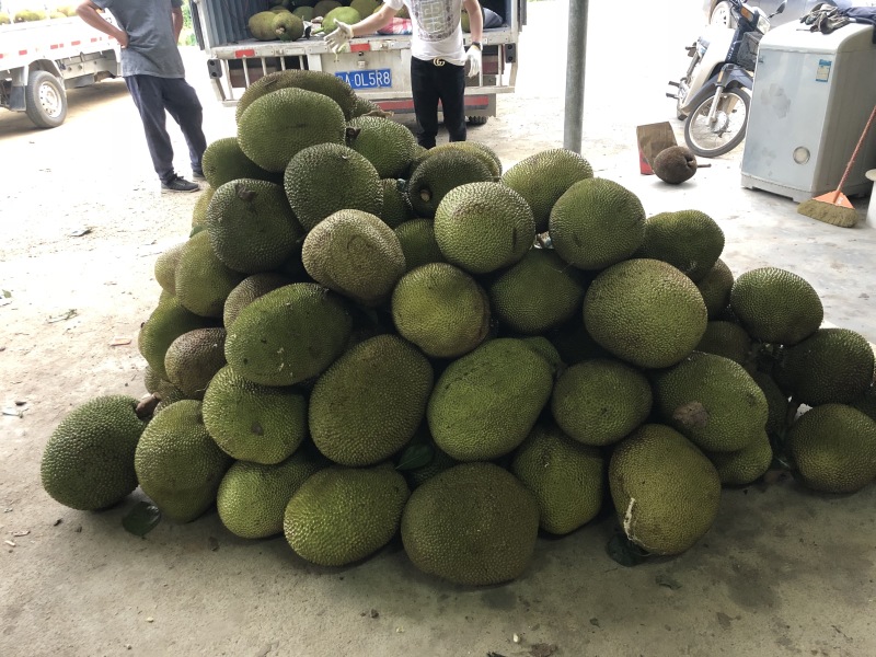 广东菠萝蜜产地直销.大量新鲜现货供应.专业代办全国各地