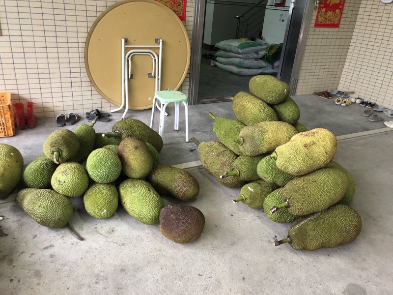 广东菠萝蜜产地直销.大量新鲜现货供应.专业代办全国各地
