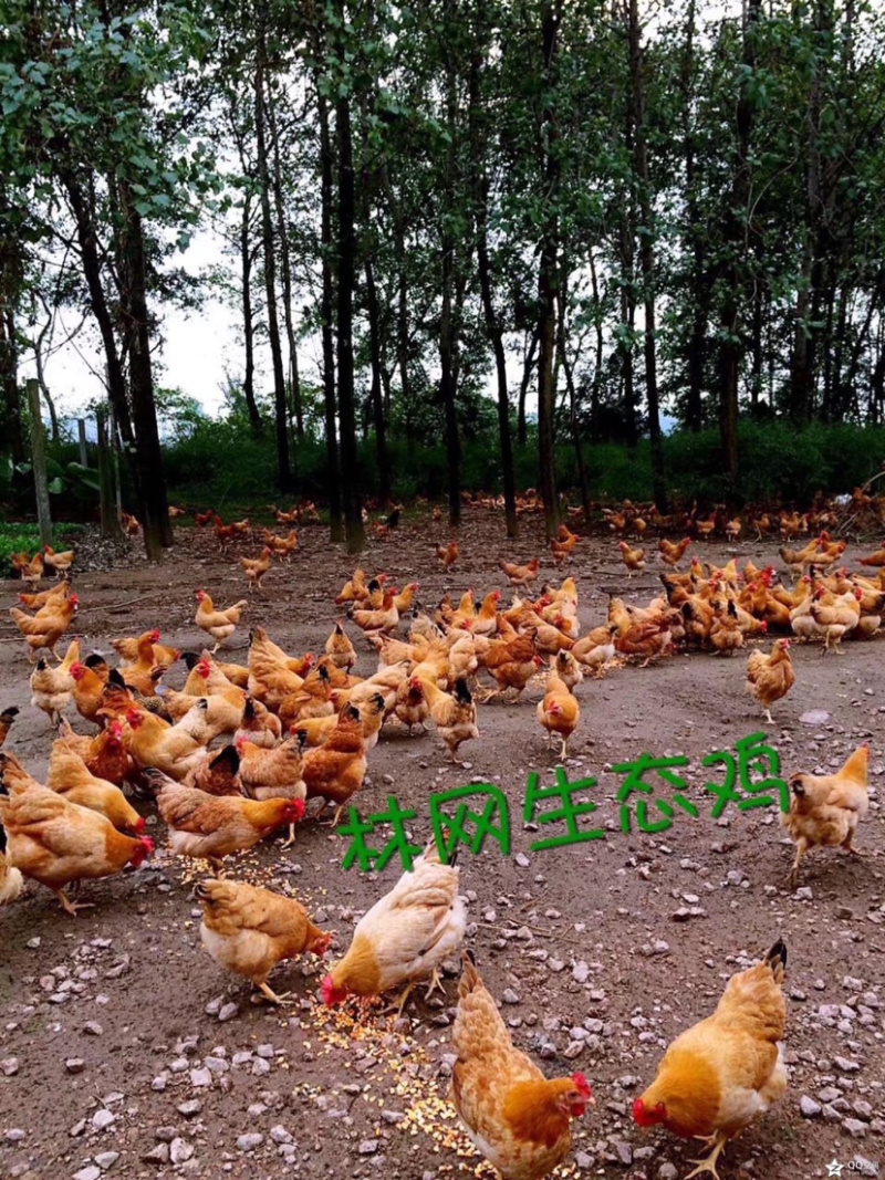 散养土鸡