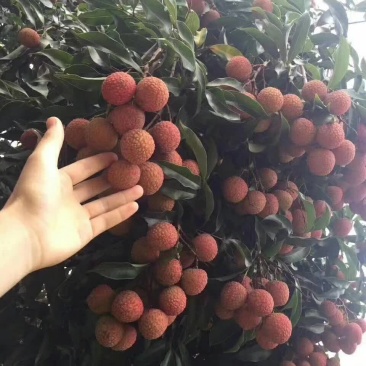 荔枝