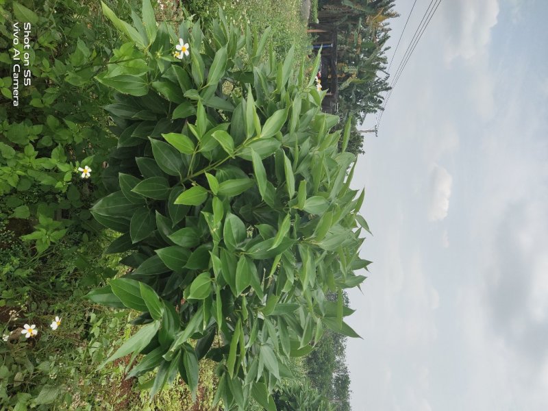 平安树基地直供！无中间商赚差价！大量现货！欢迎您的合作！