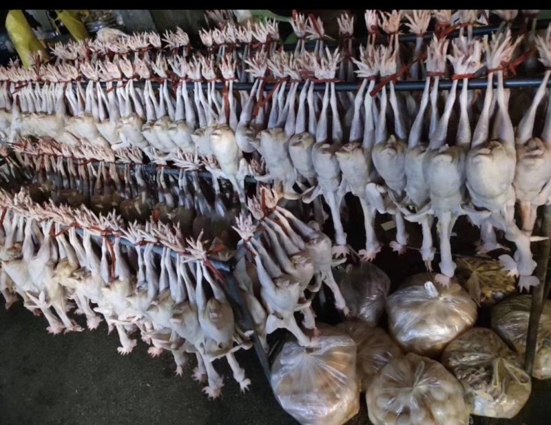 白条鸡17个月老母鸡