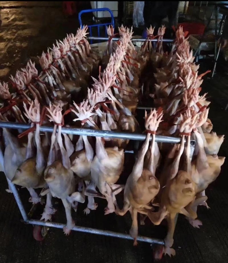 白条鸡17个月老母鸡