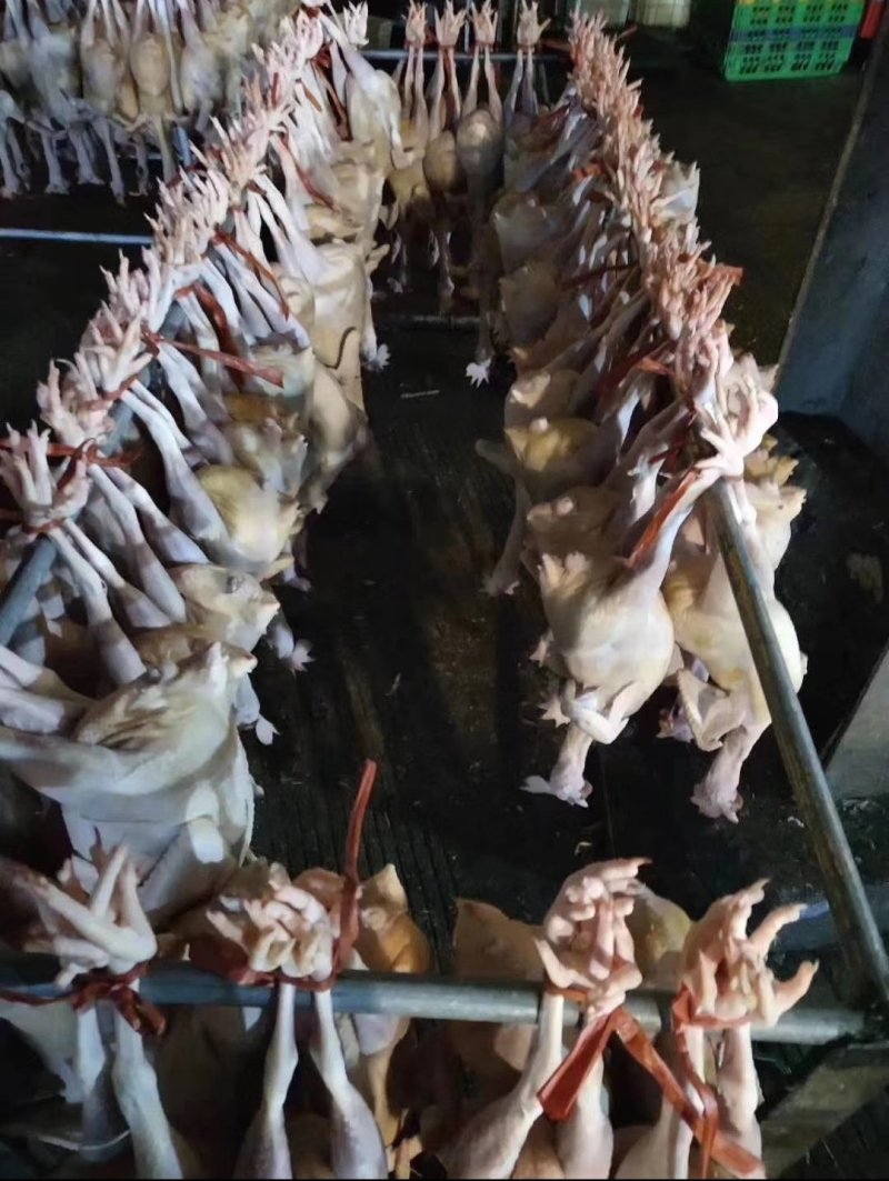 白条鸡17个月老母鸡