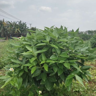 平安树基地直供！自家种植无中间商赚差价！薄利多销！欢迎您