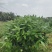 平安树基地直供！自家种植无中间商赚差价！薄利多销！欢迎您