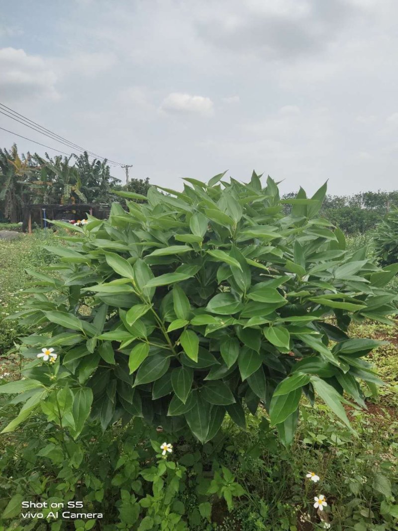 平安树基地直供！自家种植无中间商赚差价！薄利多销！欢迎您