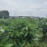 平安树基地直供！自家种植无中间商赚差价！薄利多销！欢迎您