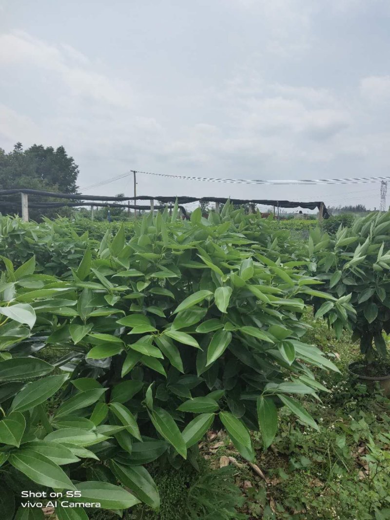 平安树基地直供！自家种植无中间商赚差价！薄利多销！欢迎您