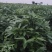 平安树基地直供！自家种植无中间商赚差价！薄利多销！欢迎您