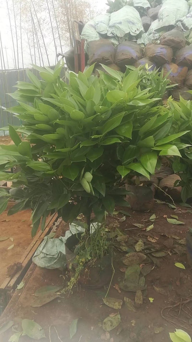 平安树基地直供！自家种植无中间商赚差价！薄利多销！欢迎您