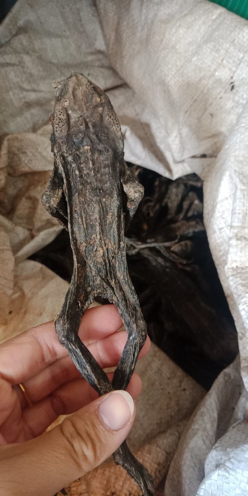 蟾蜍干蟾蜍批发各种中药材批发零售各种规格