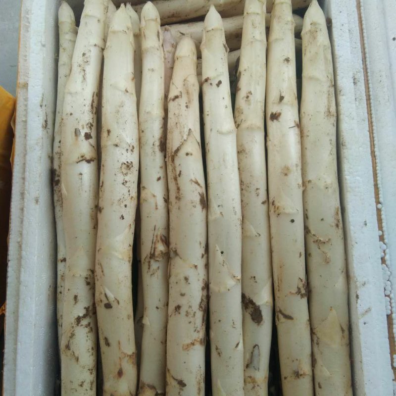 芦笋白芦笋一级白芦笋条形直一件代发包邮精选